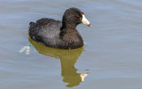 An American Coot on a pond in Buenos Aires NWR