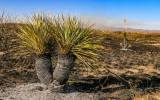 A scalded yucca plant in the hills of Buenos Aires NWR