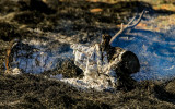 Mesquite tree wood smolders in Buenos Aires NWR