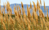 View of grasses in Bear River Migratory Bird Refuge