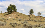 Trees on a rocky ridge next to Lower Two Calf Road in Upper Missouri River Breaks NM