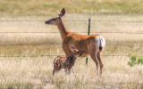 Deer and fawn in Upper Missouri River Breaks NM