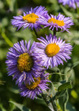 Flowers at Crystal Lake in Lewis and Clark National Forest