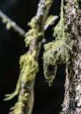 Lichens known as Old Mans Beard at Crystal Lake in Lewis and Clark National Forest