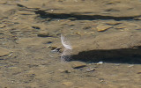 Seed floating on the surface of Crystal Lake in Lewis and Clark National Forest