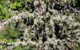 Lichens overtake a dead tree at Crystal Lake in Lewis and Clark National Forest