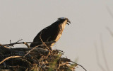 An Osprey guards its nest on edge of Ennis Lake