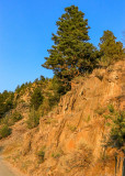 Tree on a rock wall above the road in Bear Trap Canyon