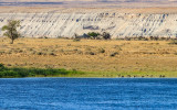 The White Cliffs and the Columbia River from the White Cliffs Overlook in Hanford Reach National Monument