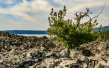 Pine tree at a rest stop on the Obsidian Flow Trail in Newberry National Volcanic Monument