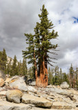 Tree growing among glacial erratic boulders in Yosemite National Park
