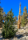 A young and old Bristlecone Pines in the Ancient Bristlecone Pine Forest