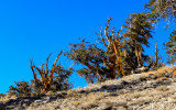 Bristlecone Pines on the dolomite, white rocky soil, of the Schulman Grove in the Ancient Bristlecone Pine Forest