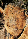 Cross section of a dead Bristlecone Pine in the Ancient Bristlecone Pine Forest
