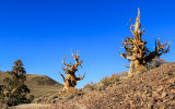 Living and dead Bristlecone Pines in the Ancient Bristlecone Pine Forest