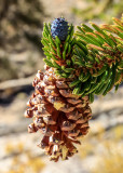 Bristlecone Pine pinecone in the Ancient Bristlecone Pine Forest