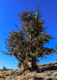 Large Bristlecone Pine in the Schulman Grove of the Ancient Bristlecone Pine Forest