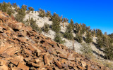 Piles of red quartzite rock on the edge of the Schulman Grove of the Ancient Bristlecone Pine Forest