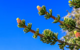 Needles and branches of a Bristlecone Pine in the Ancient Bristlecone Pine Forest