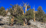 Stand of Bristlecone Pines in the Schulman Grove of the Ancient Bristlecone Pine Forest