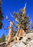 Ancient Bristlecone Pine Forest  California (2021)