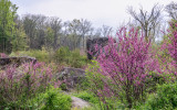 Trees bloom in the Devils Den on the edge of the Valley of Death in Gettysburg NMP