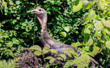 Wild Turkey in the brush on the side of the road in Katahdin Woods and Waters NM