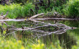 Dead tree reflected in Stump Pond in Baxter State Park
