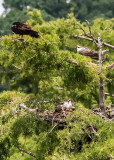 Osprey and an Osprey nest in a Bald Cypress along the Colonial Parkway in Colonial NHP