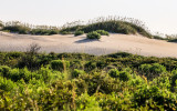 Dune grasses top a sand dune in Pea Island NWR 