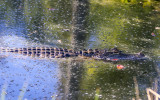 Alligator glides through swamp water in Alligator River National Wildlife Refuge