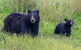 Black bear and her cub in the tall grass in Alligator River National Wildlife Refuge