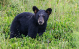 Bear cub in a field of green in Alligator River National Wildlife Refuge