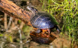 Turtle with its reflection in the swamp in Alligator River National Wildlife Refuge