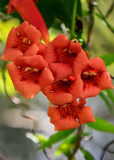 Flowers along the Sandy Ridge Wildlife Trail in Alligator River National Wildlife Refuge