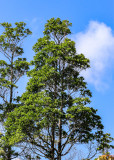 Flowering tree high above the swamp in Alligator River National Wildlife Refuge