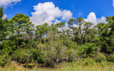 Billowing clouds over tall trees, bushes, brush and swamp in Alligator River National Wildlife Refuge