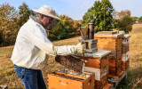 Mike uses a J Hook hive tool to lift a frame from the beehive