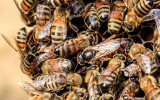 The larger queen bee in a bee cluster