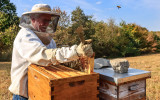 Mike uses a J Hook hive tool to lift a frame from the beehive