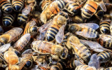 Closeup of bees on a cluster