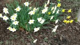 Daffodils -Apri 2017