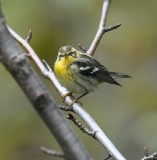 Blackburnian Warbler