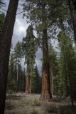 Mariposa Grove-16-3.jpg