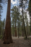 Mariposa Grove-27-6.jpg