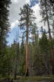 Mariposa Grove-57-19.jpg