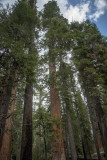 Mariposa Grove-61-23.jpg