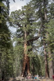 Mariposa Grove-73-27.jpg