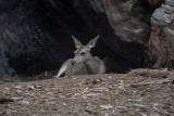 Mariposa Grove-94-36.jpg