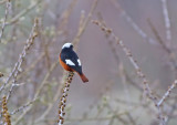 Gldenstdts Redstart (Phoenicurus erythrogastrus)